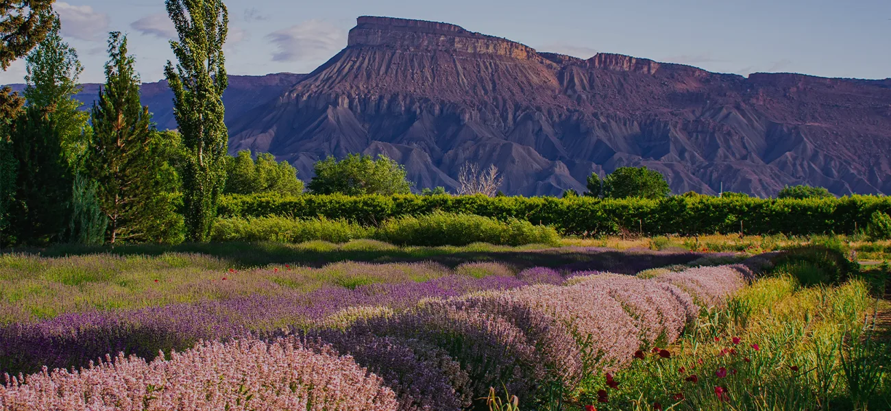 grand junction sl 2