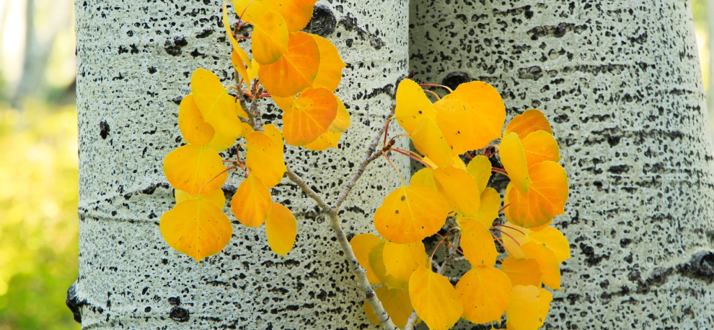 Aspen Tree _ Web